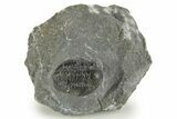 Curled Proetid (Gerastos) Trilobite Fossil - Morocco #377265-3